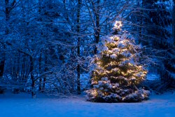 Weihnachtsbaum mit Verrechnungsgarantie!