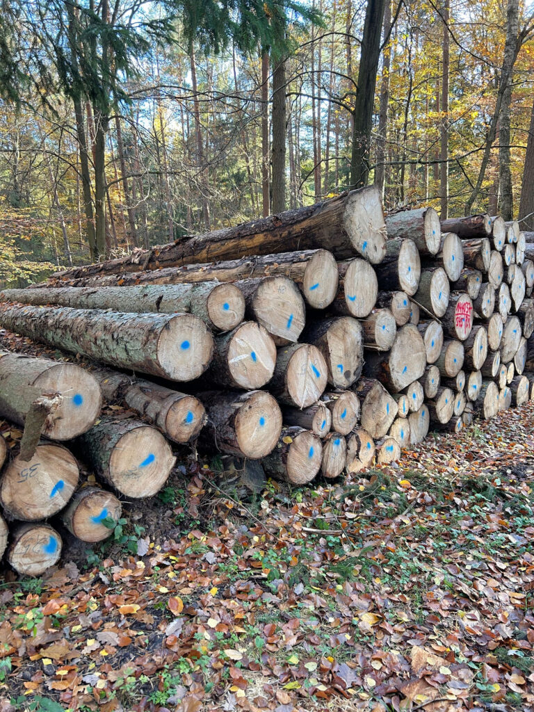 Nachhaltigkeit beginnt beim Stammholz