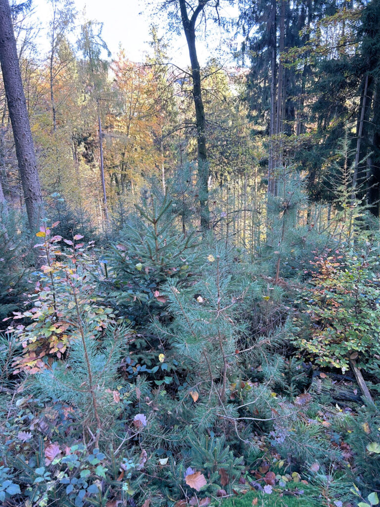 Nachhaltiger Jungwuchs